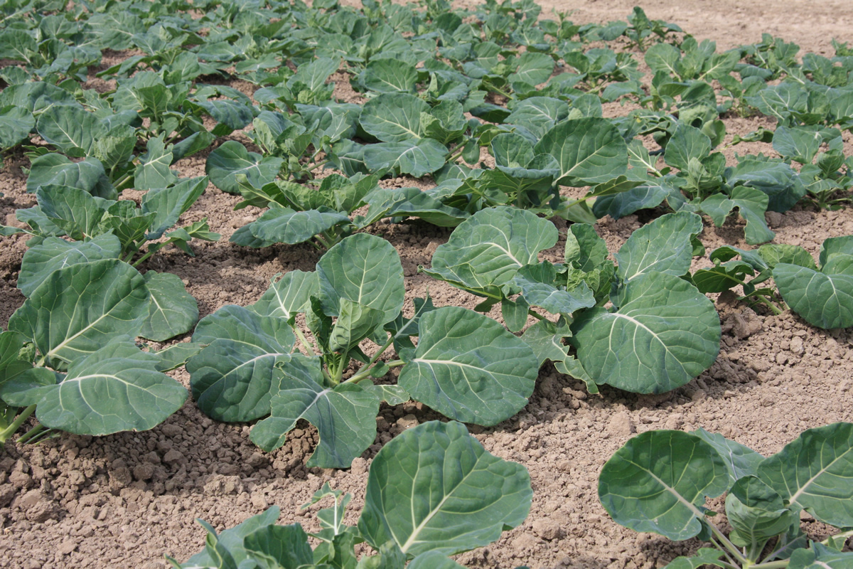 © Erno Bouma: Brassica