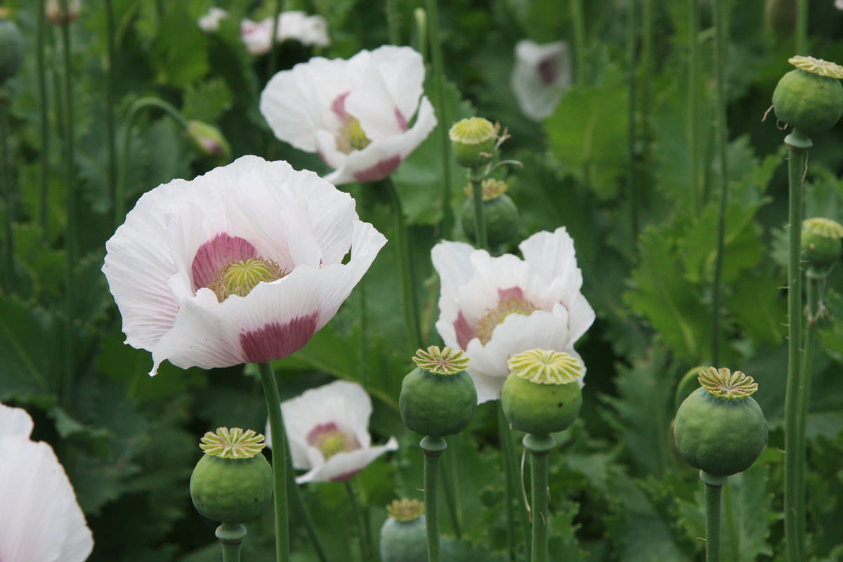 © Erno Bouma: Blumen