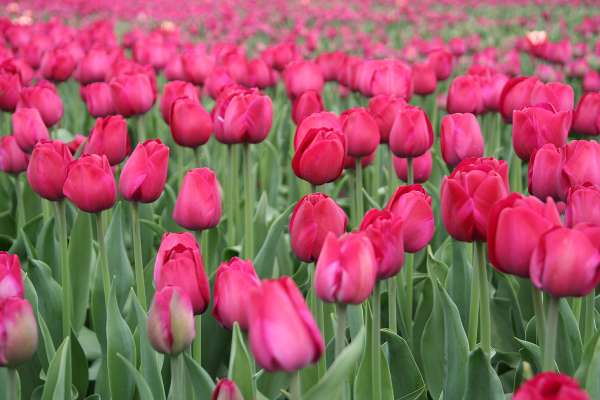 © Erno Bouma: Blühende Tulpen